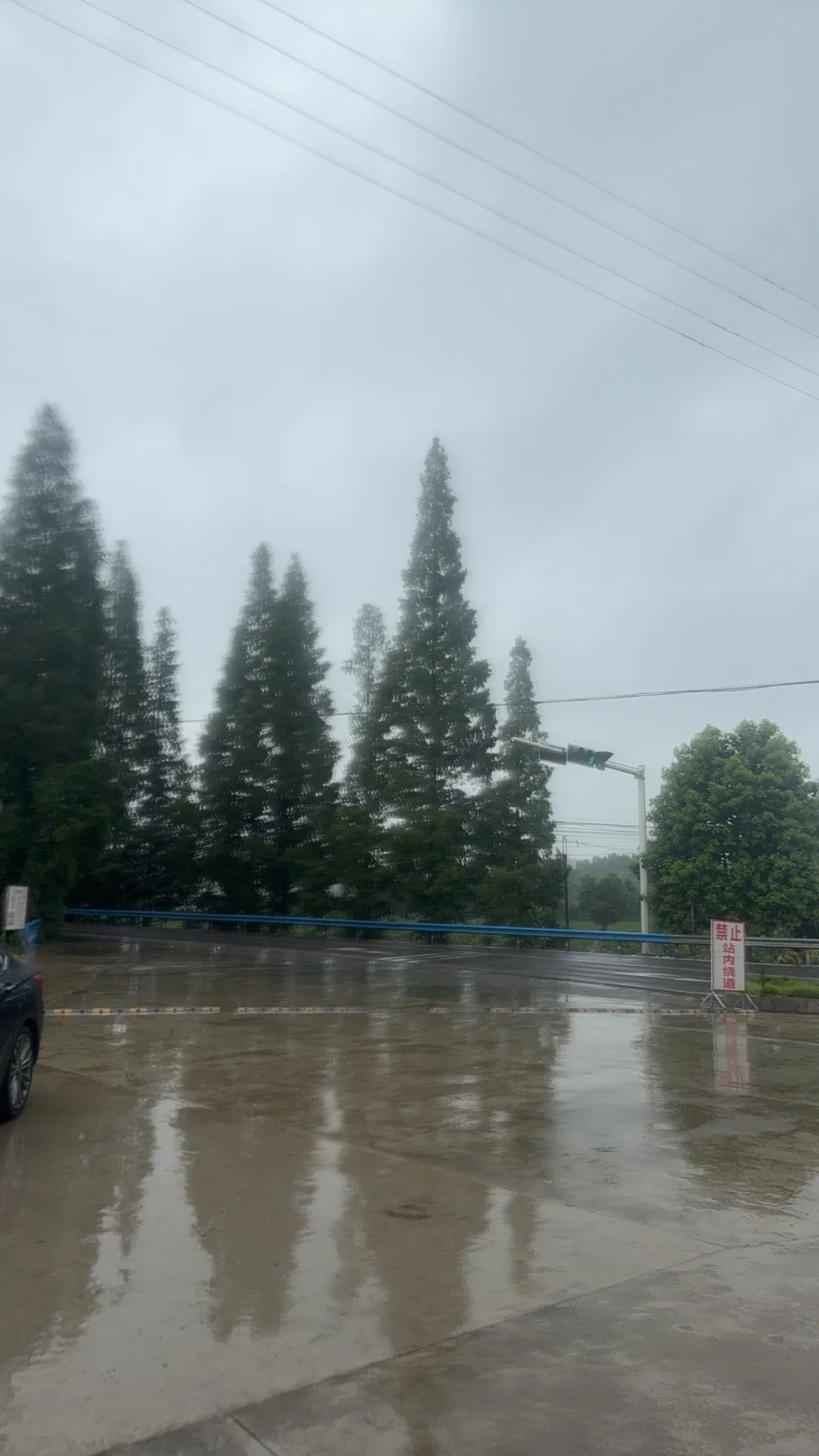 雨后湿润的道路与路边树木